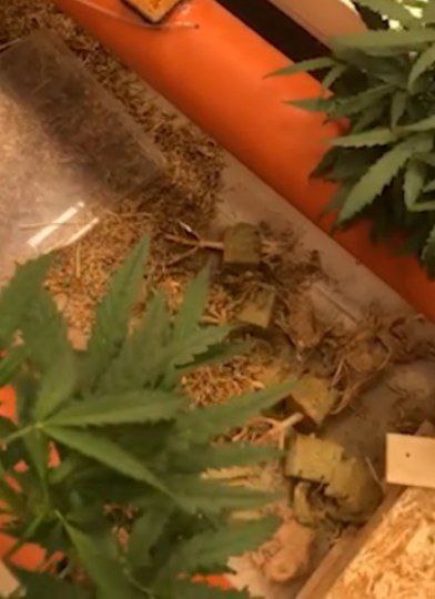 В Саратове председатель превратил гаражи в нарколабораторию