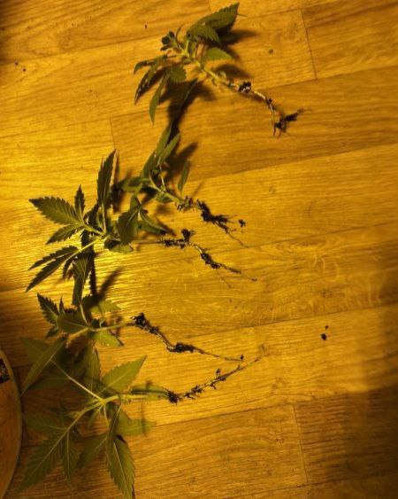 В Балашове у местного жителя обнаружили подпольную нарколабораторию