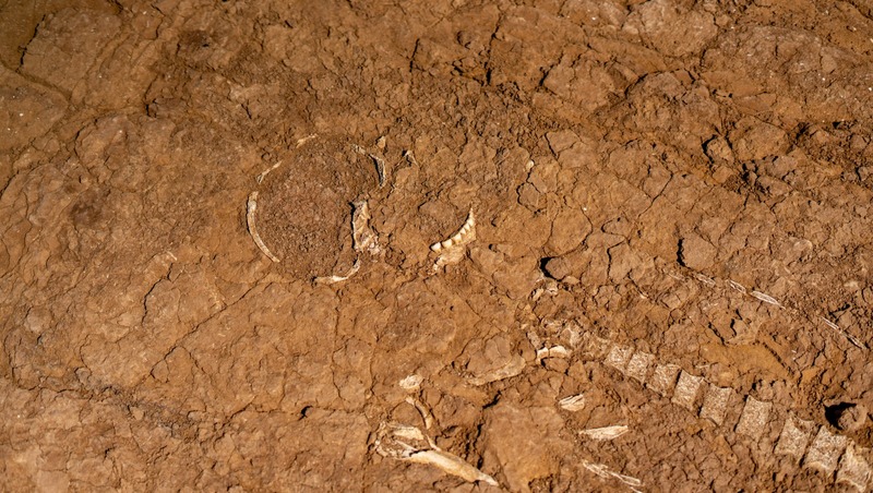 Археологи обнаружили массовое захоронение тысячелетней давности