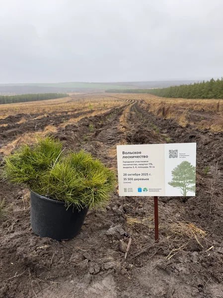 В Саратовской области будут высажены 350 тысяч сеянцев сосны и акации