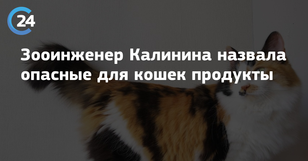 Можно ли кошкам давать гречку: польза и вред продукта, в каком виде и сколько давать