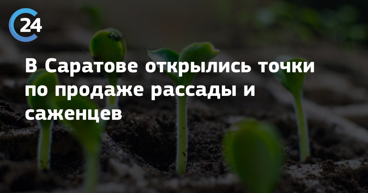Где Купить Рассаду В Саратове