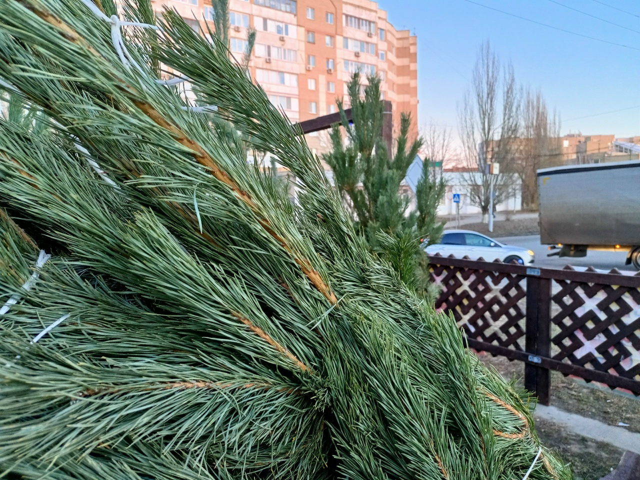 Елка, елочный базар