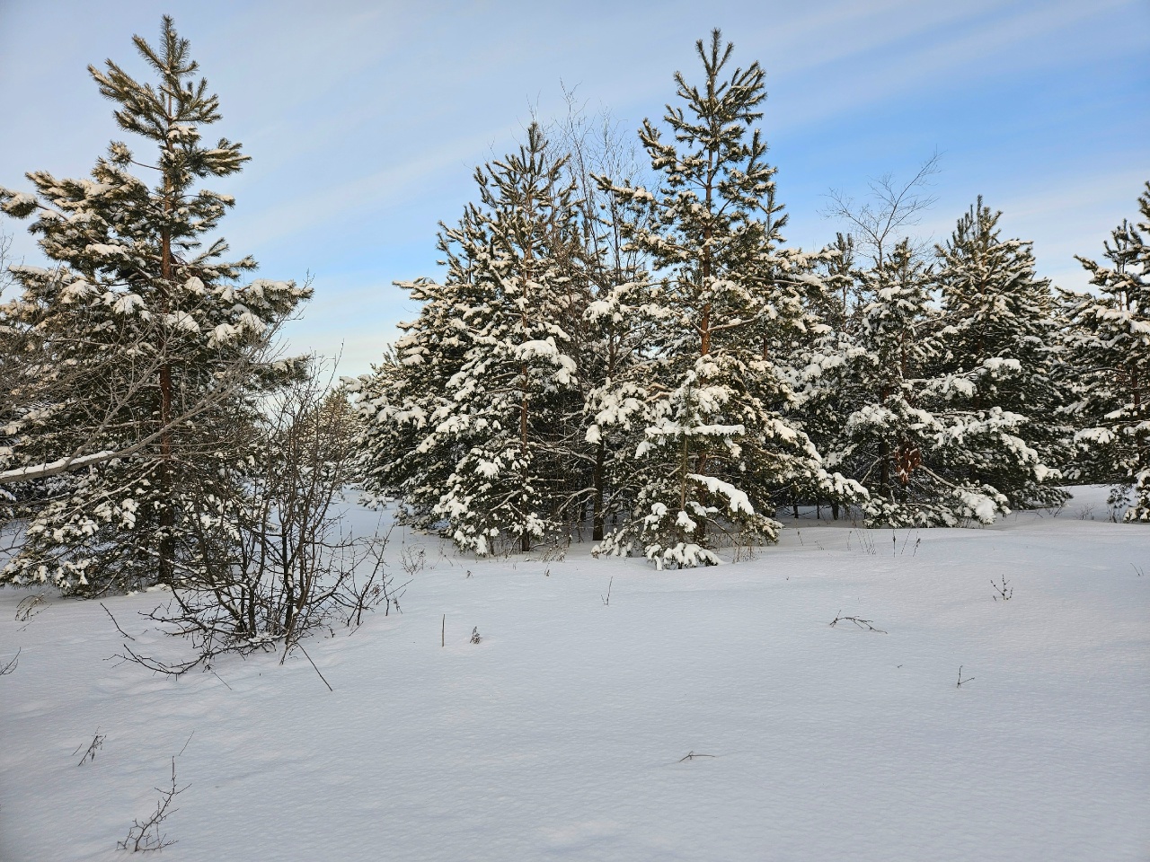 сосны, фото Н. Новикова.jpg