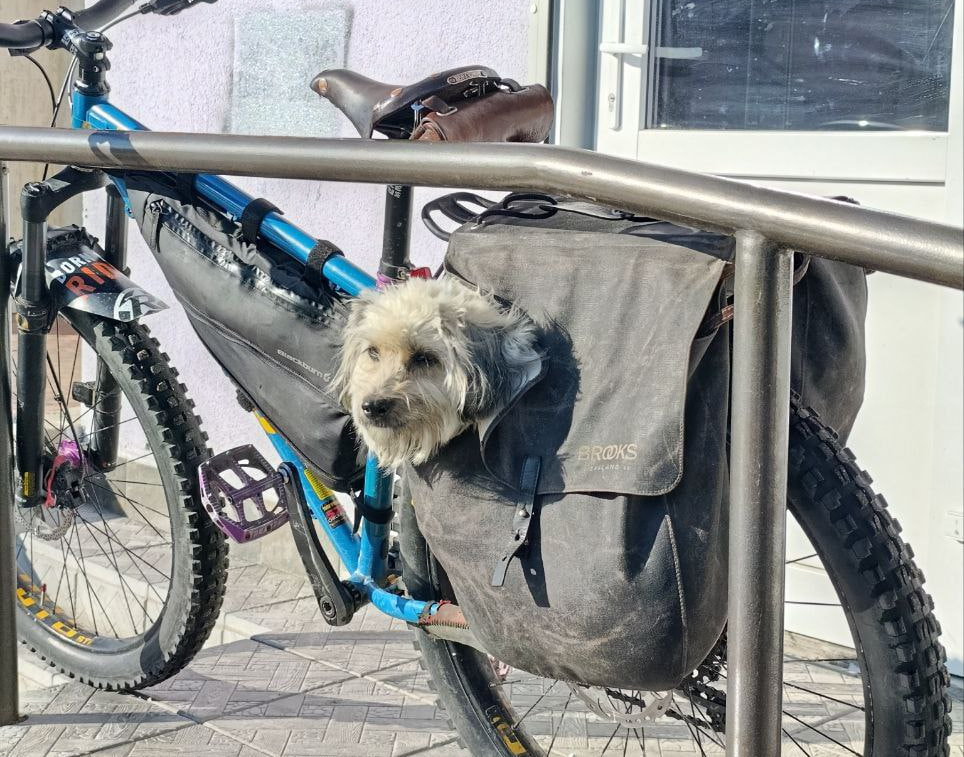 собака подписчика.jpg