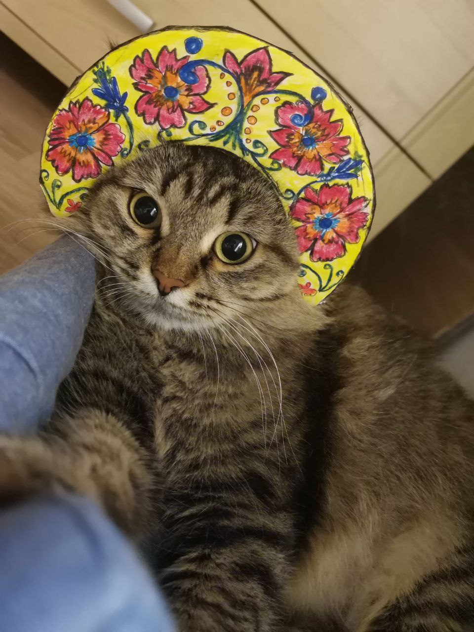 кот, погода.jpg