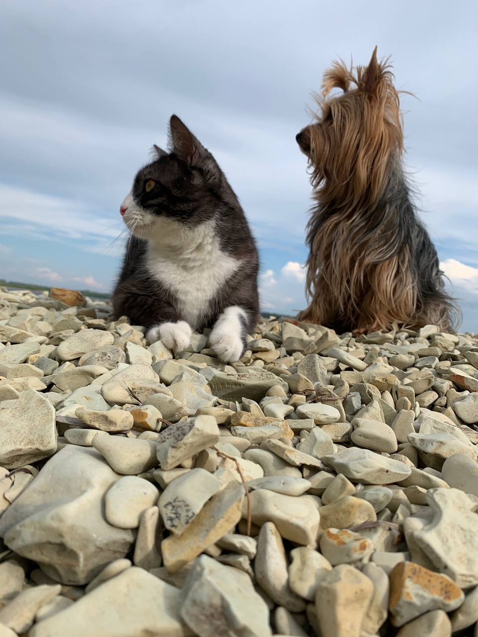 погода, кот, пес, фото подписчика.jpg