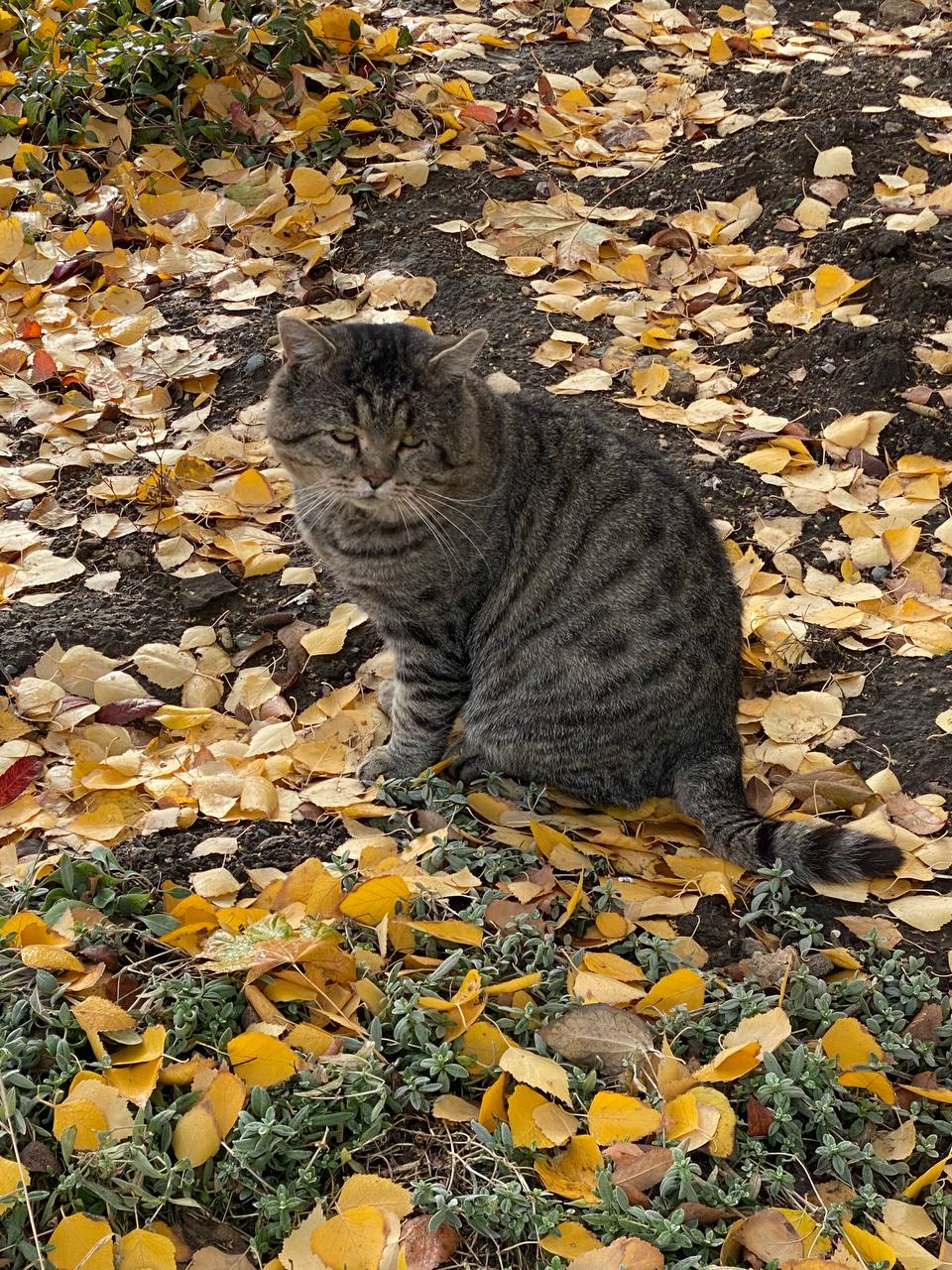 котик, погода.jpg