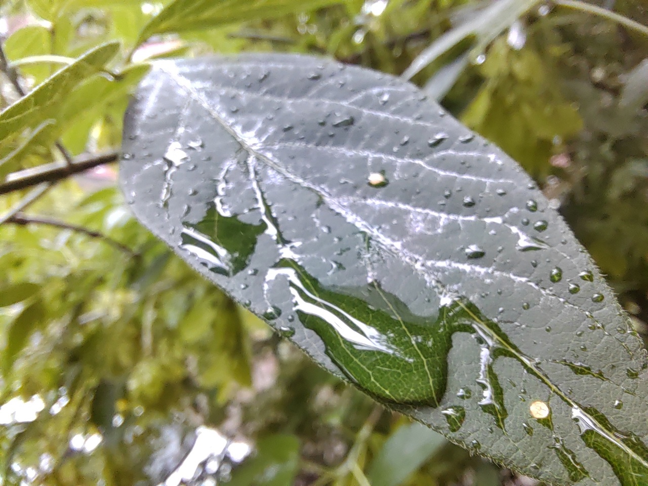 Дождь, лист дерева