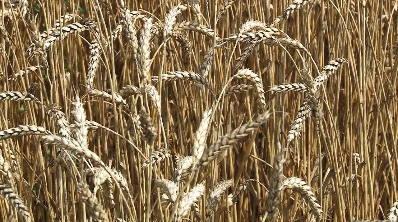 Зерно, пшеница