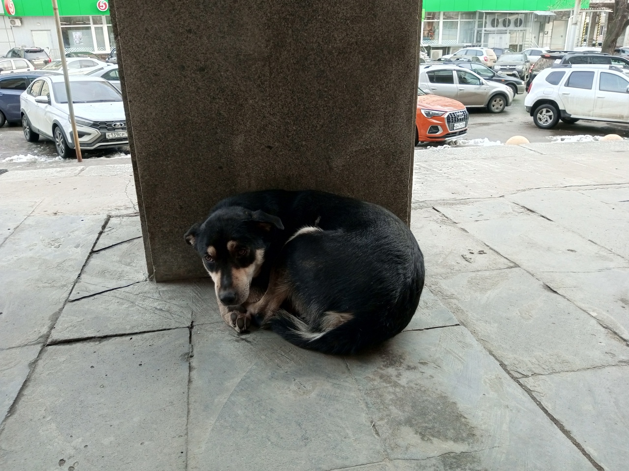 собака на улице.jpg