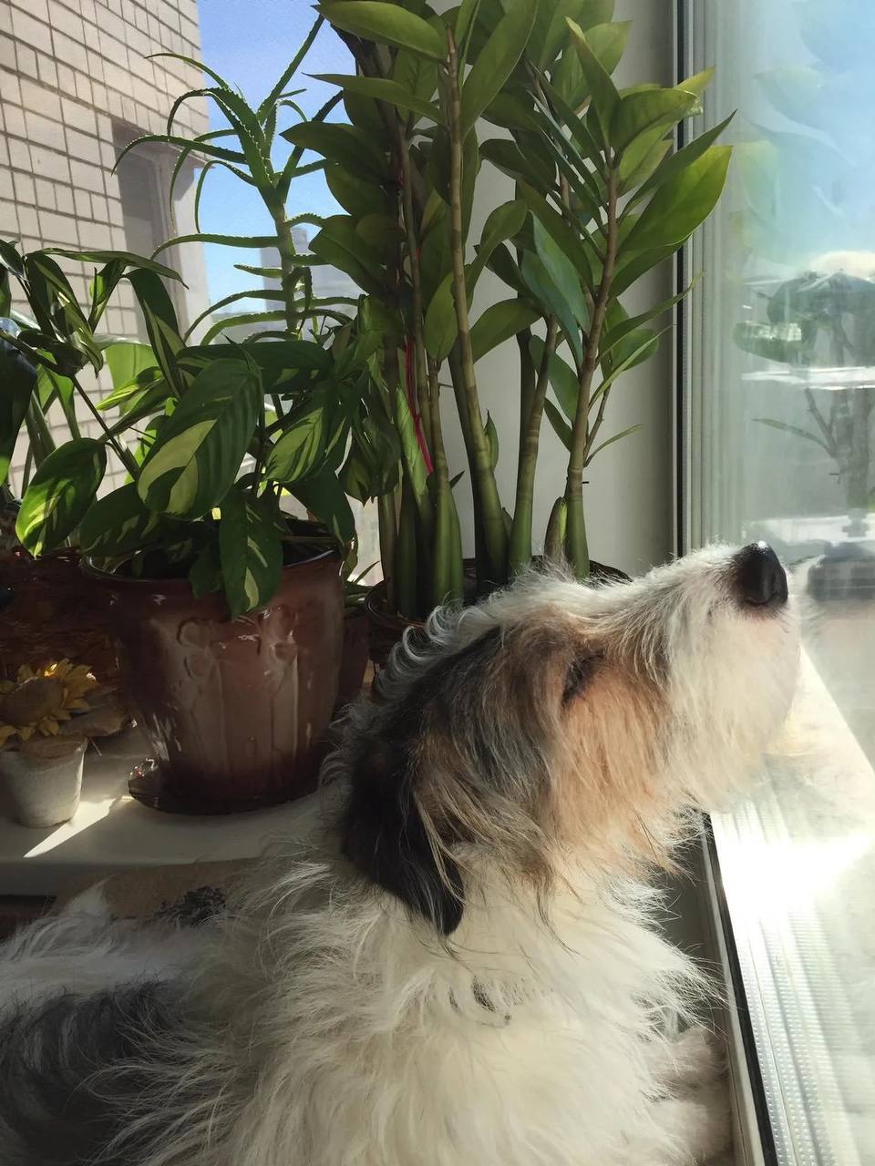 собака, погода, фото подписчика.jpg