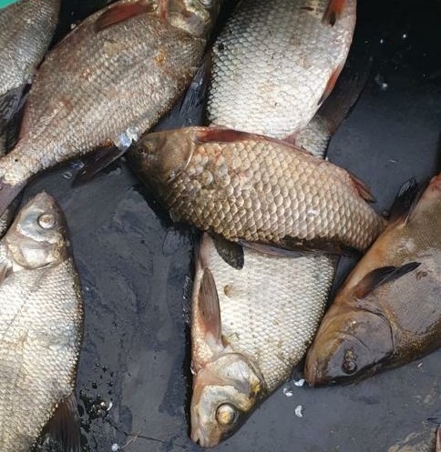 запрет на рыбалку на саратовском водохранилище