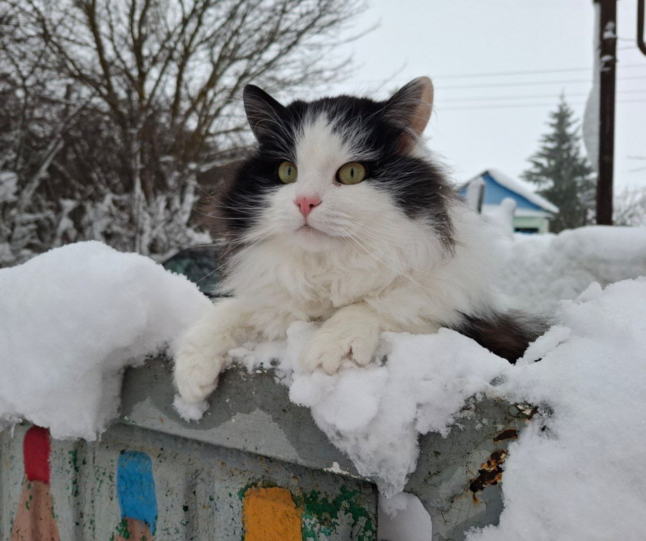 погода, кот.jpg