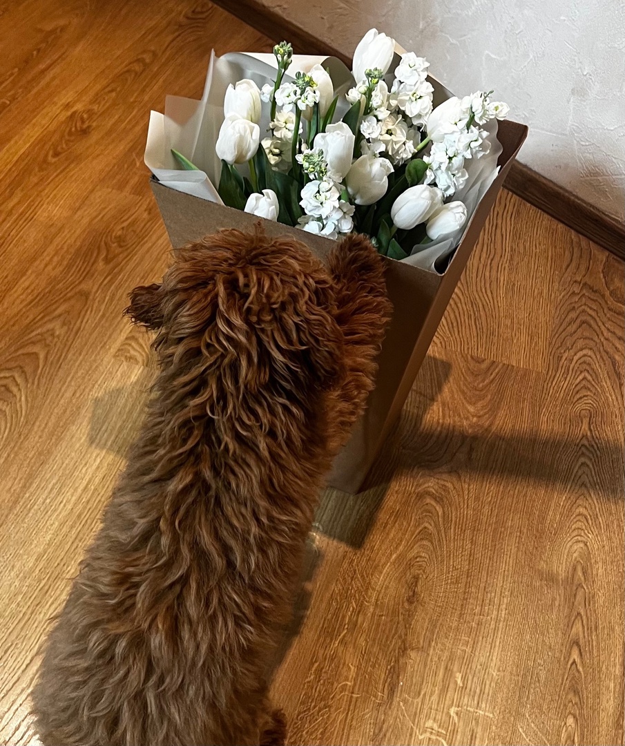 цветы, собака.jpg