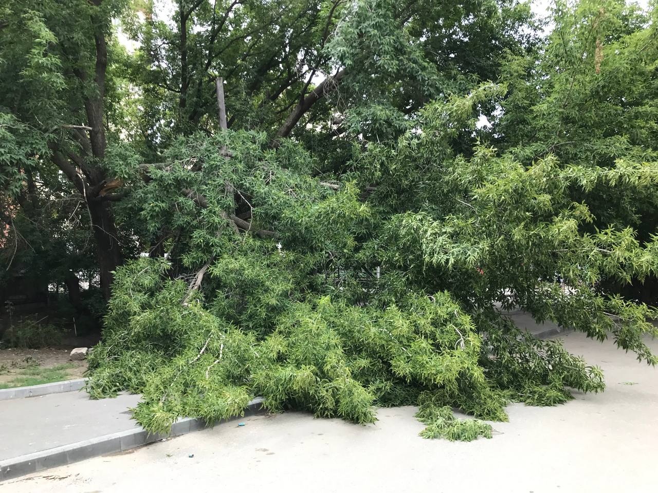 В центре Саратова на женщину упала ветка дерева | Саратов 24