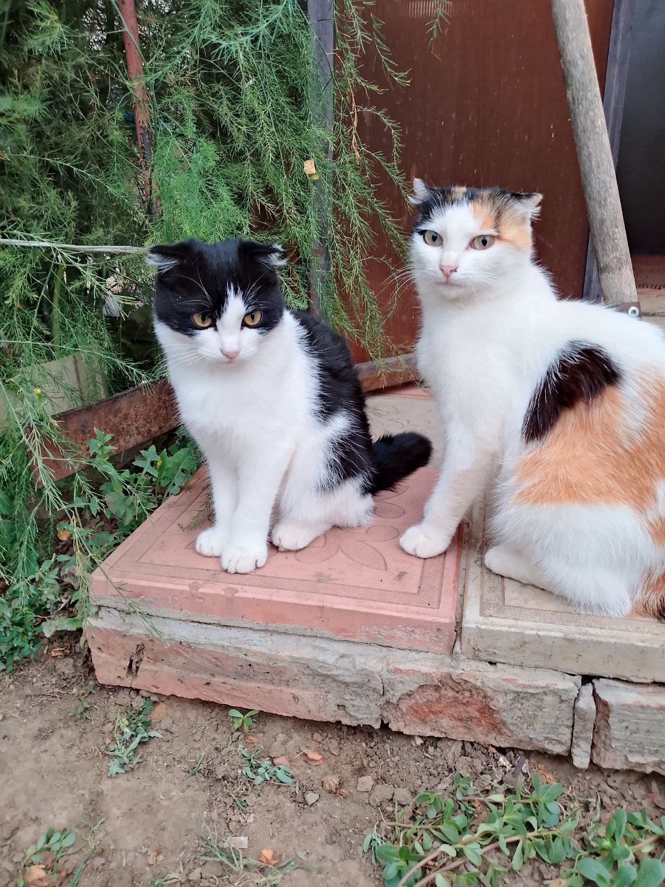 котики, погода, фото подписчика.jpg