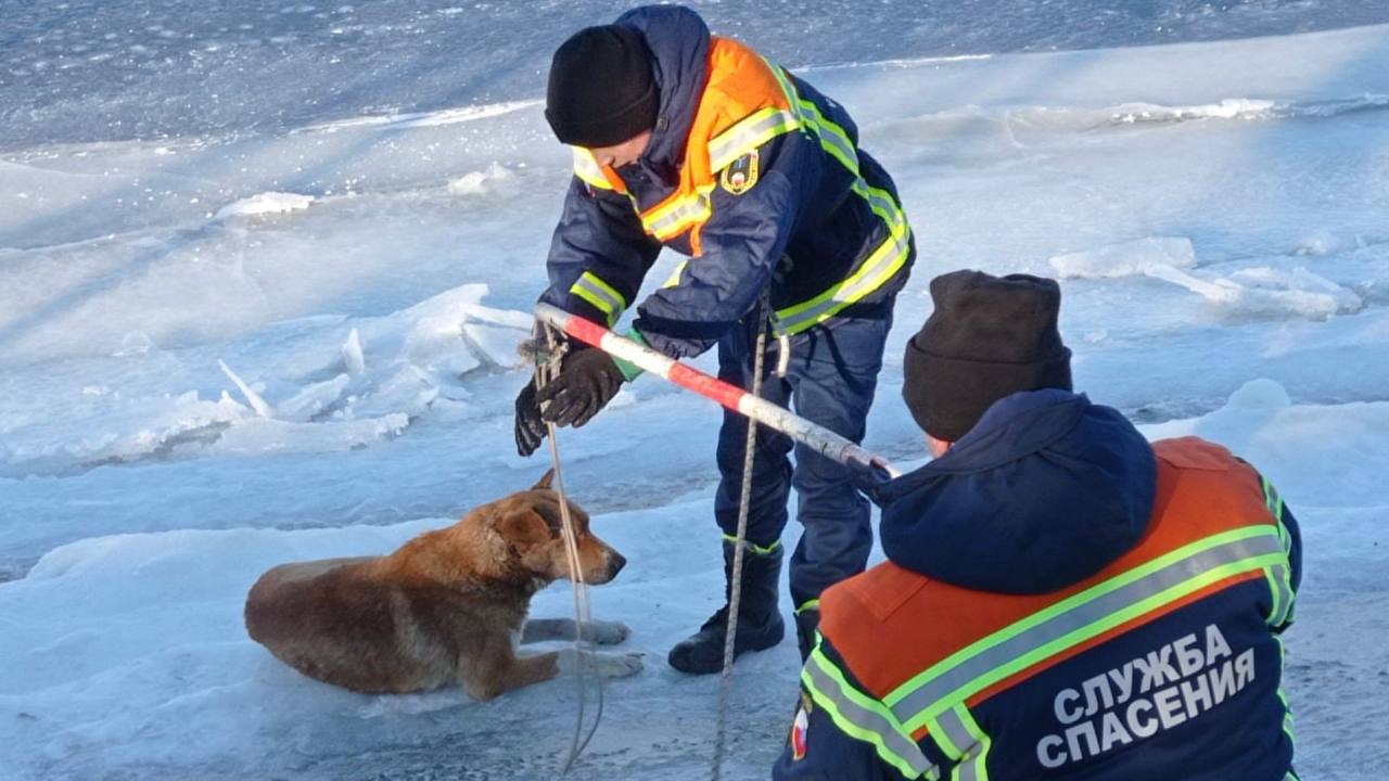 Спасатели вытащили собаку