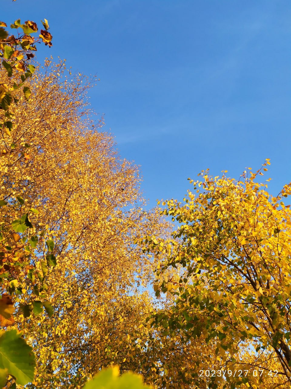 Осень, желтые листья.jpg