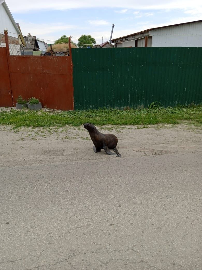 Владельцев сбежавшего морского котика пока не удалось установить | Саратов  24