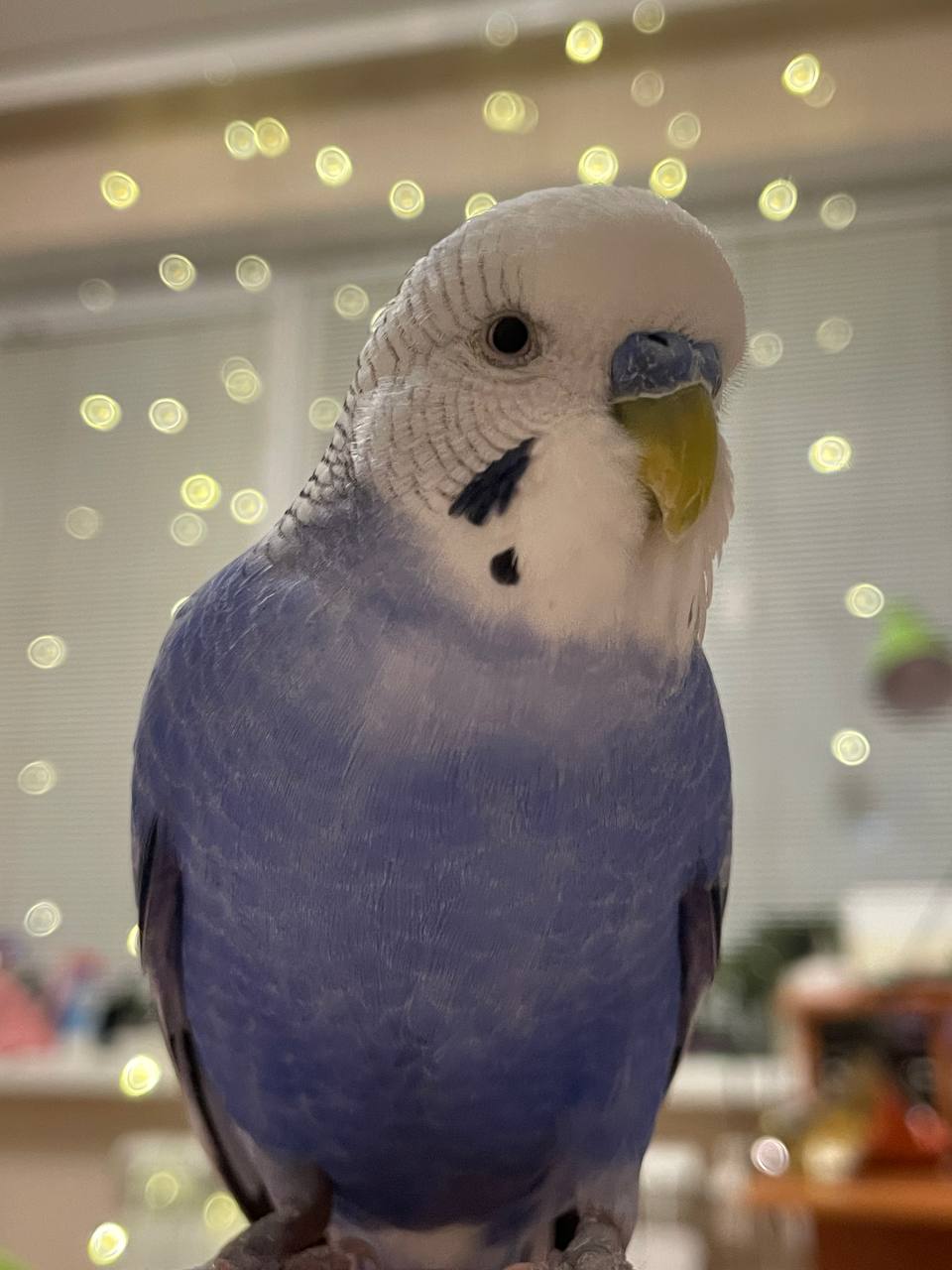 попугай, погода.jpg