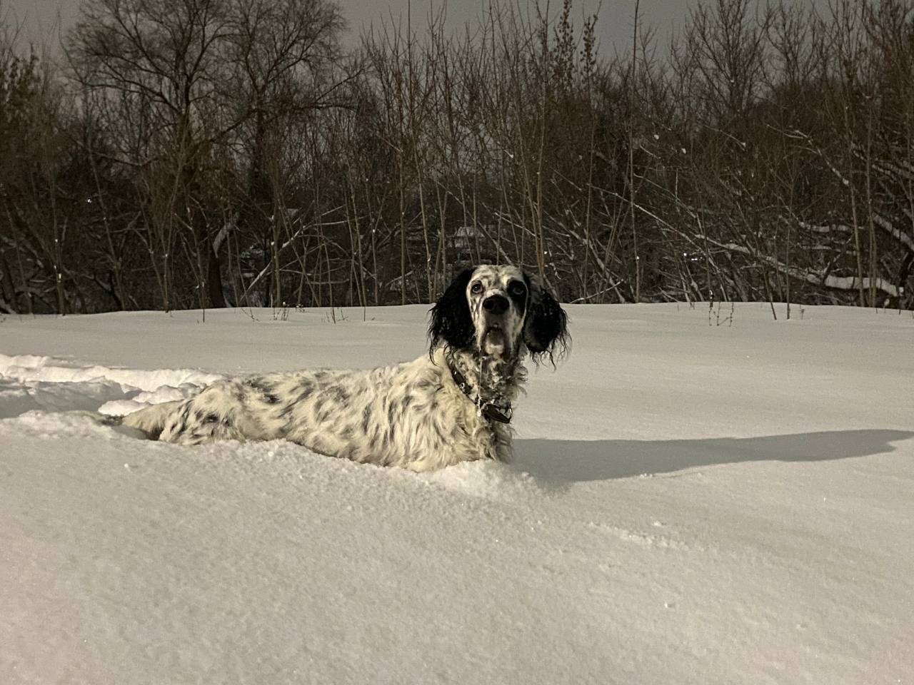 собака, погода, снег.jpg
