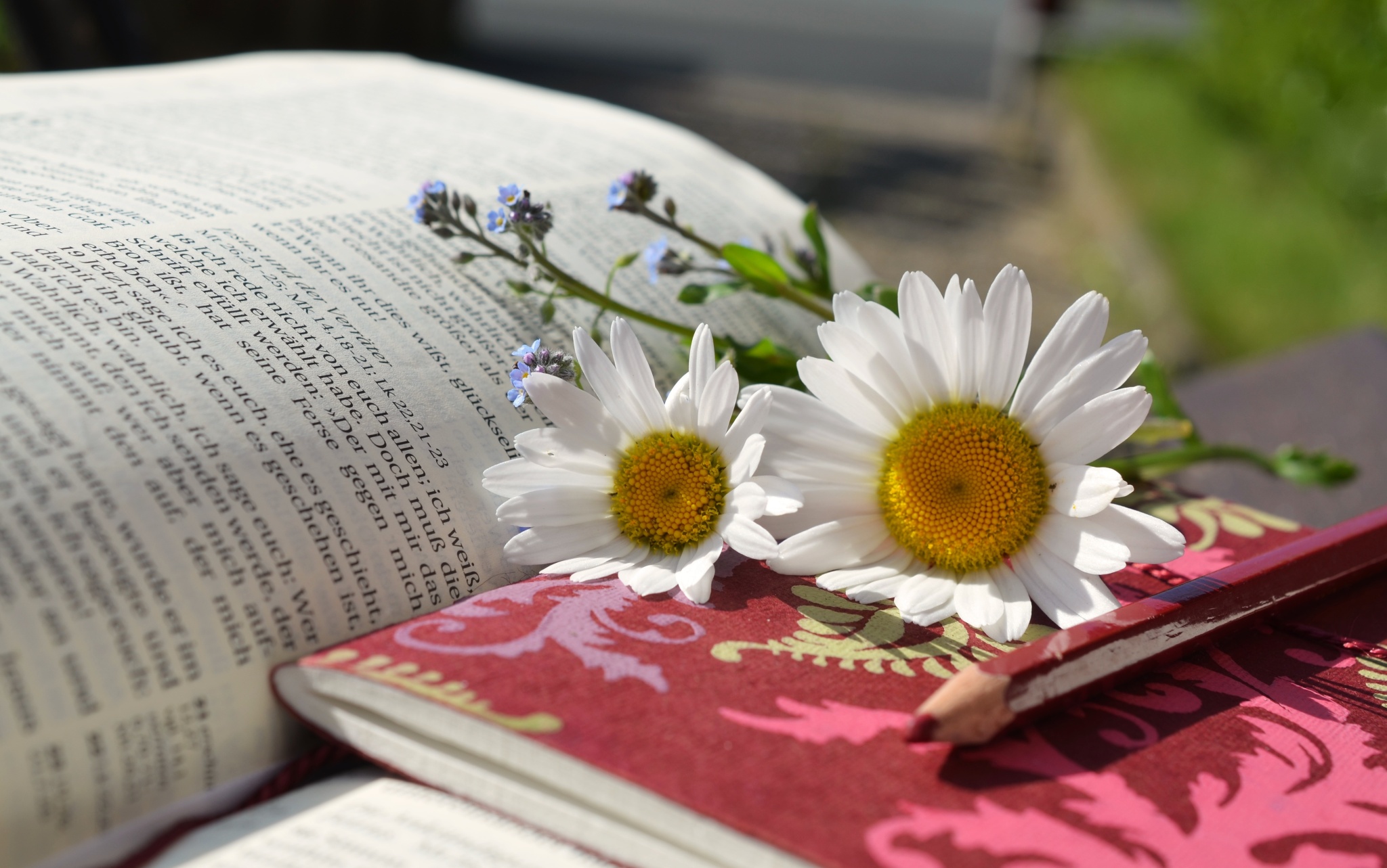 book-read-plant-flower-petal-relax-1233304-pxhere.com.jpg
