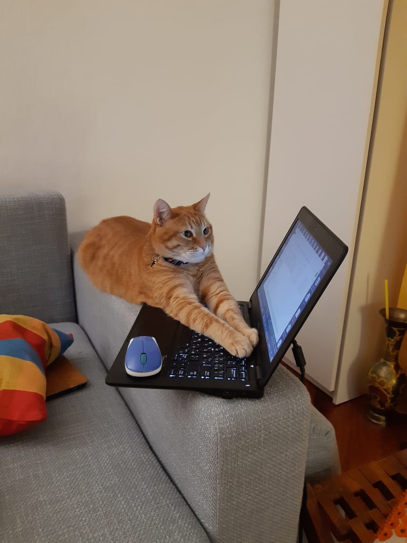 Компьютер и кот.jpg