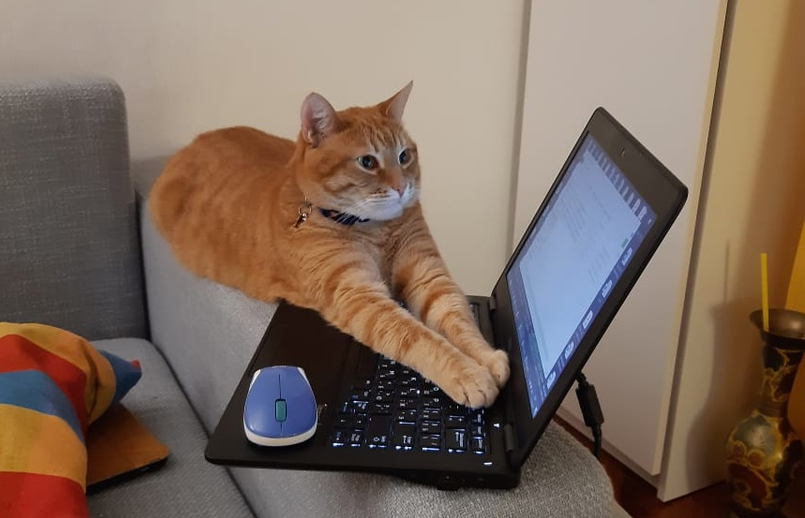 Компьютер и кот.png