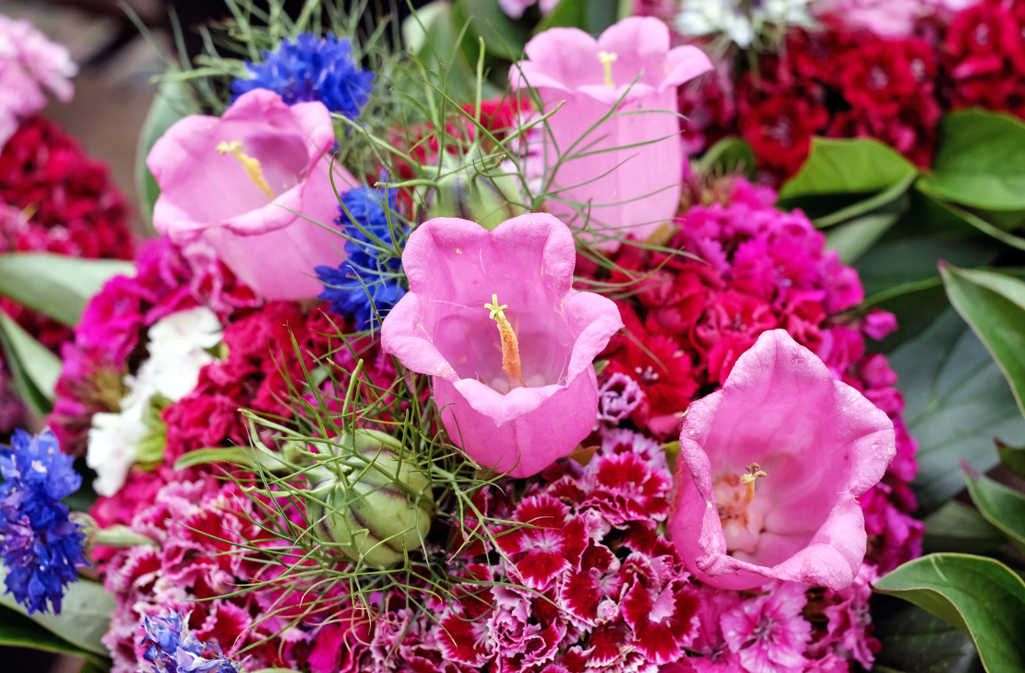 blossom-plant-flower-petal-color-pink-602475-pxhere.com.jpg