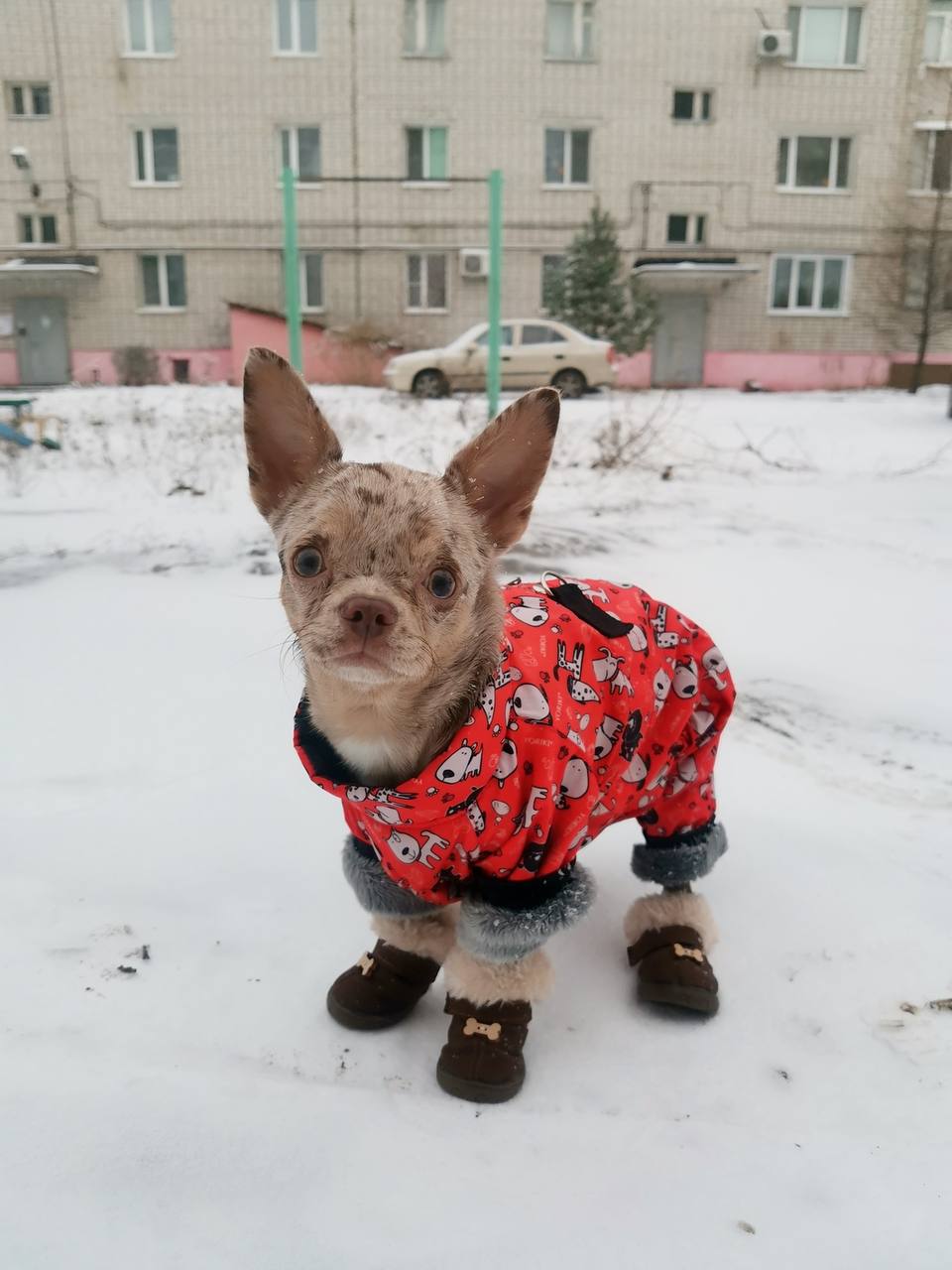 песик, зима.jpg