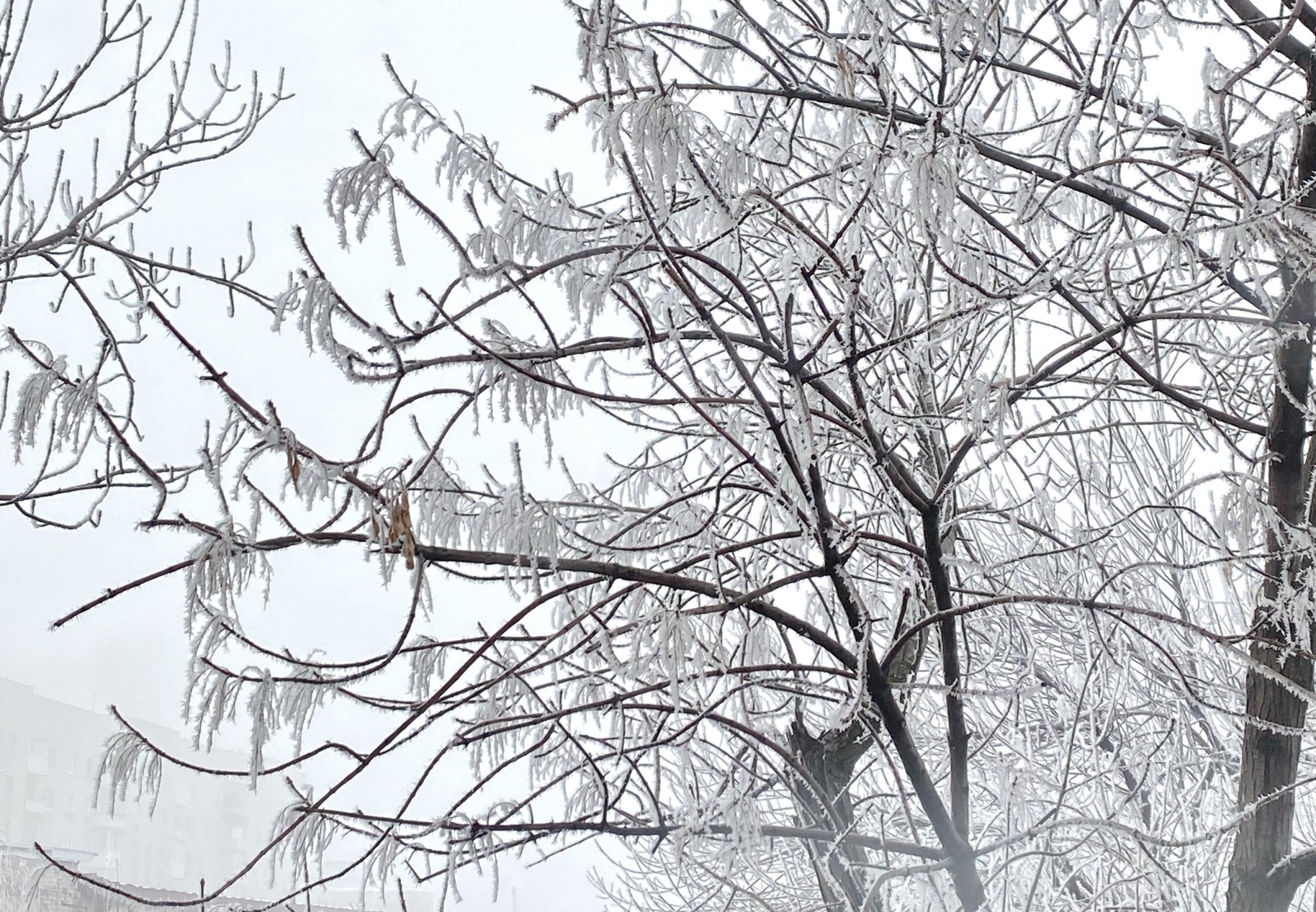 Зима, снег, туман