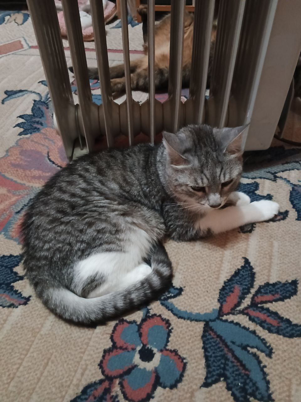 кот, батарея, погода.jpg