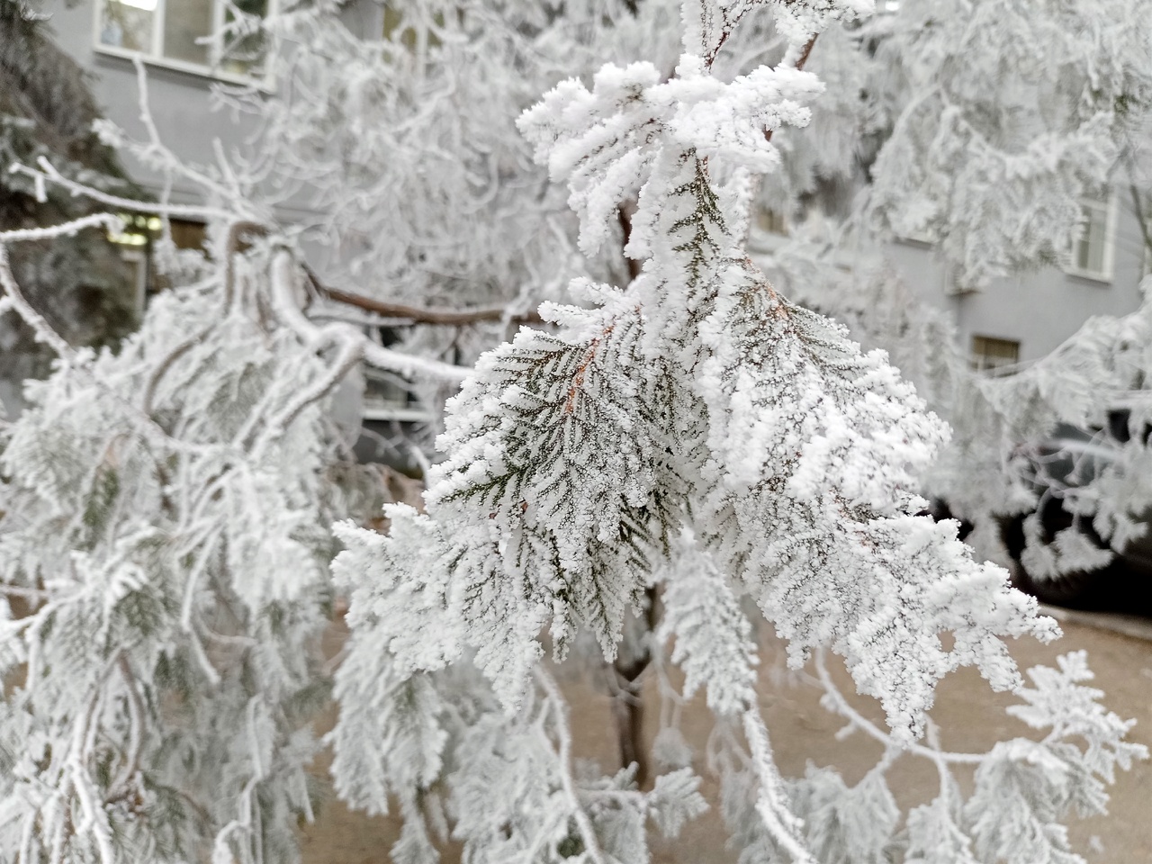 снег, зима, Саратов.jpg