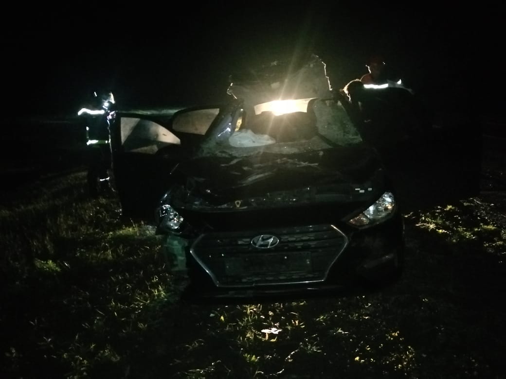 В Саратовской области водитель иномарки насмерть сбил лося | 17.05.2023 |  Саратов - БезФормата