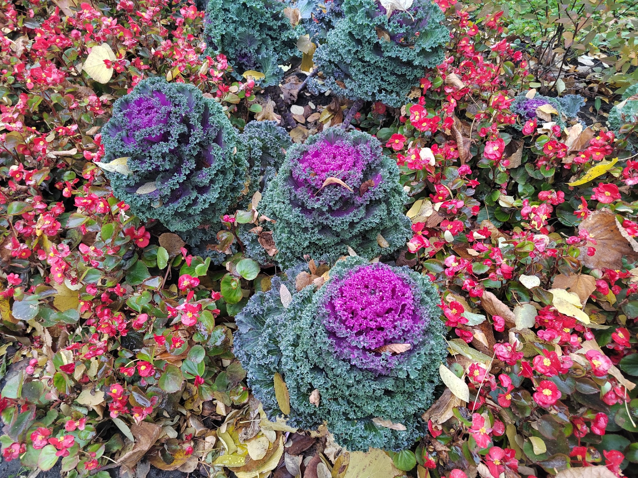 Осень, цветы, парк