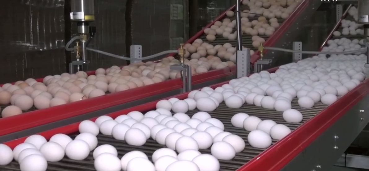 яйца, Круглова.jpg