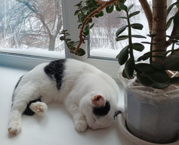 котик, зима, погода.png