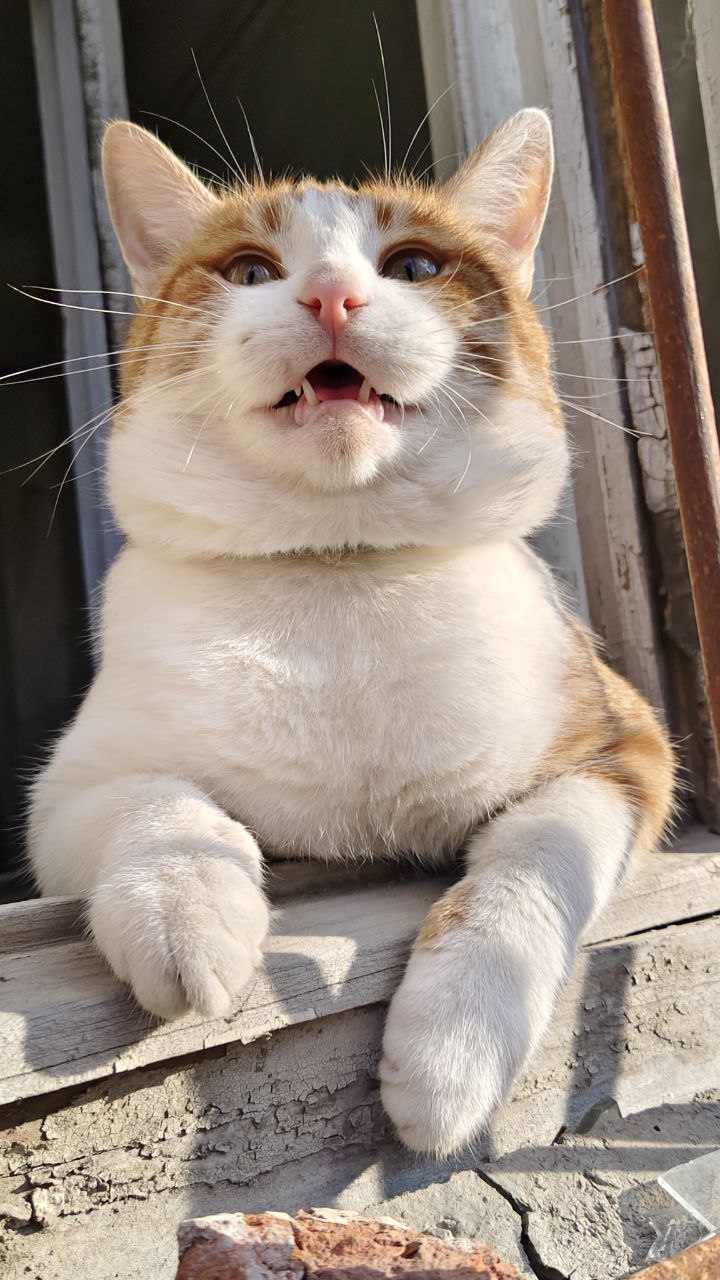 погода, кот.jpg