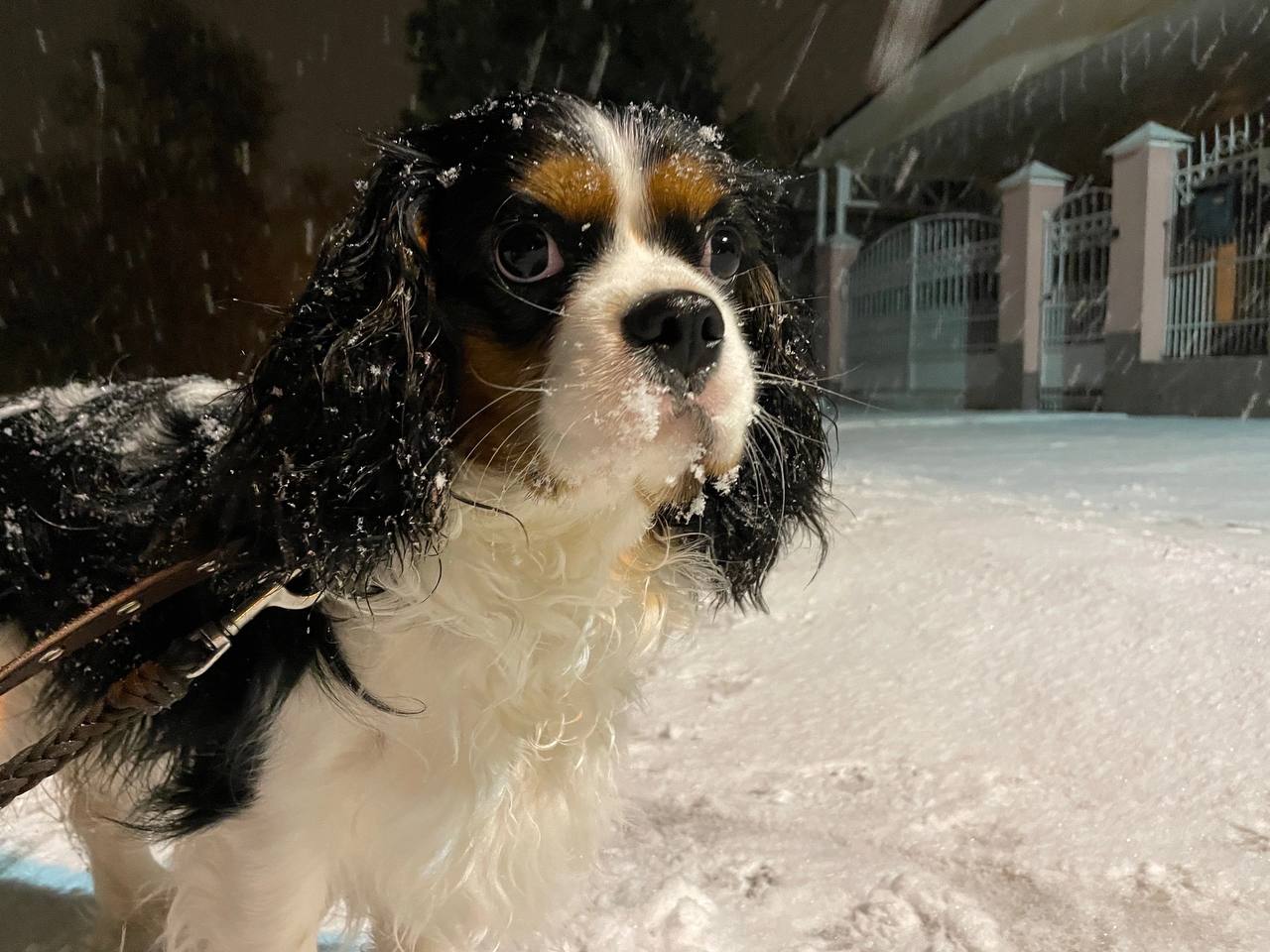 зима, снег, собака.jpg