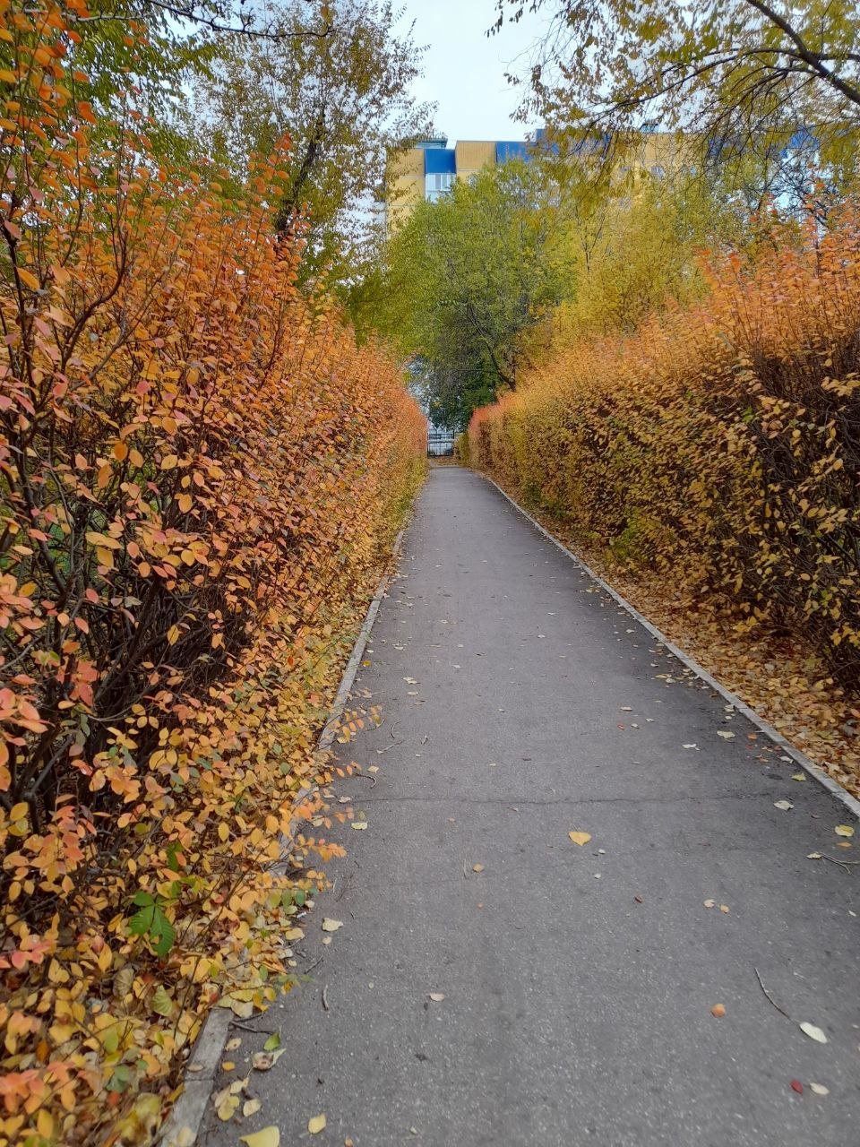 осень, фото подписчика.jpg