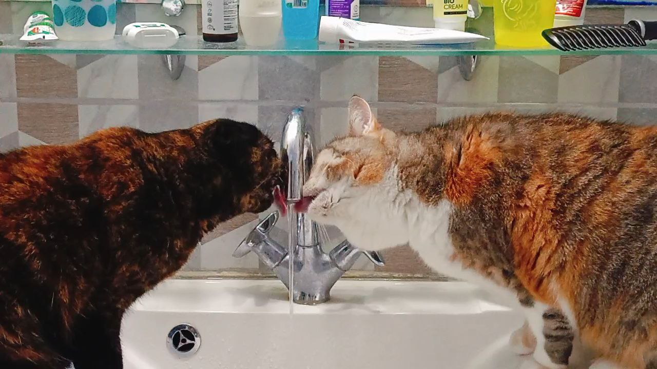 коты, вода.jpg