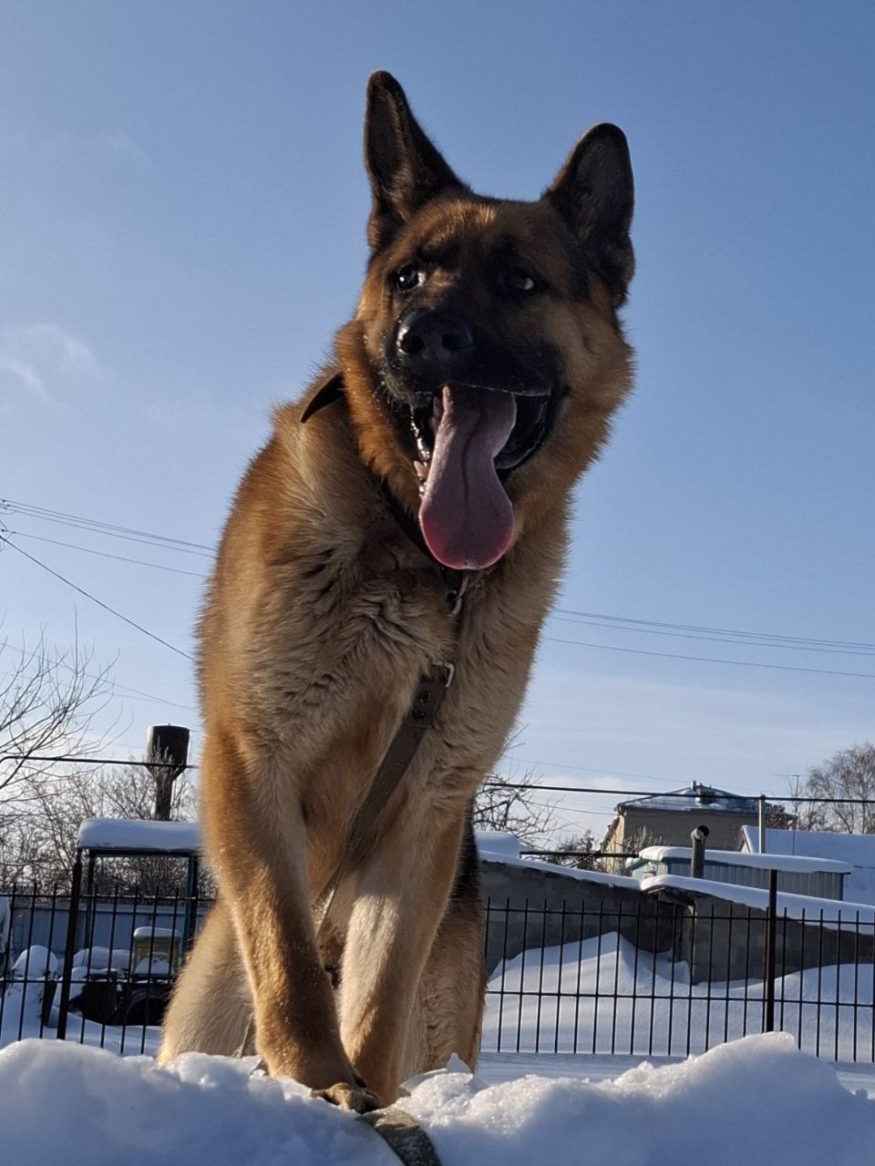 пес, зима, снег.jpg