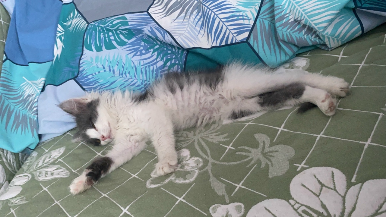 сон, Чжен.jpg