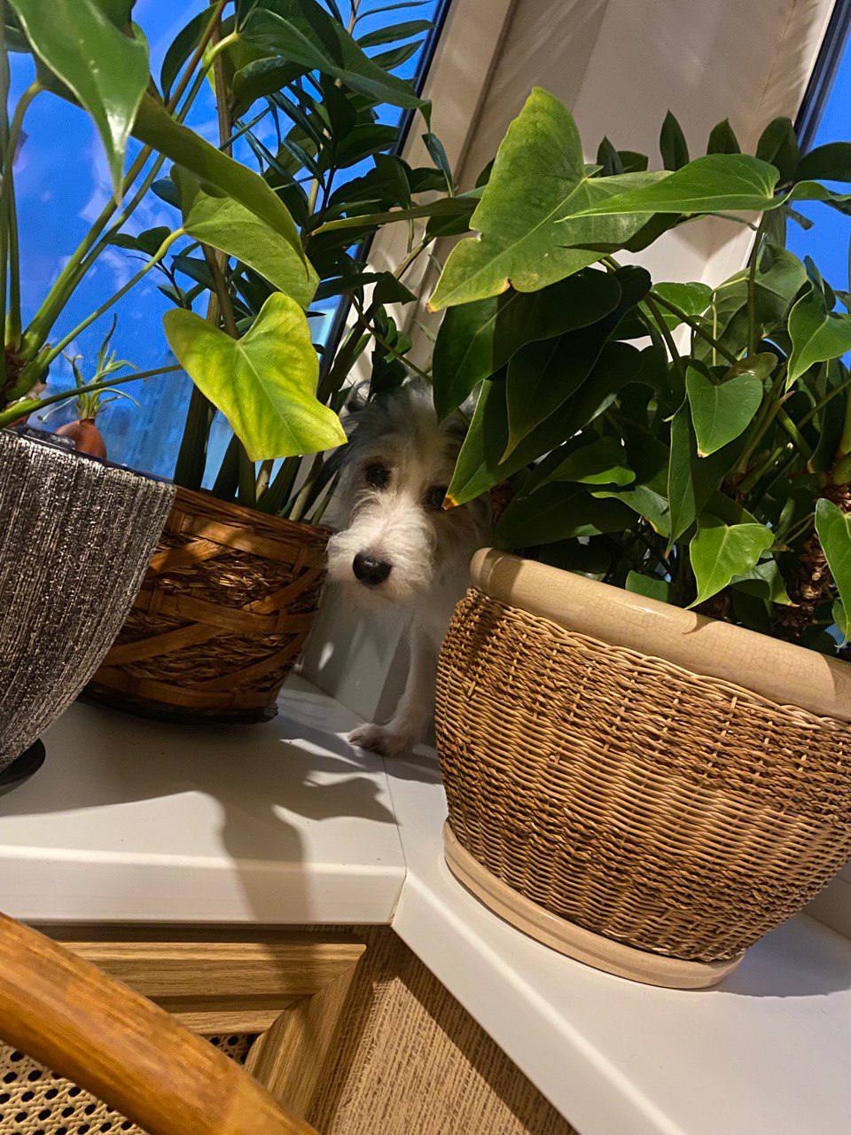 погода, песик.jpg