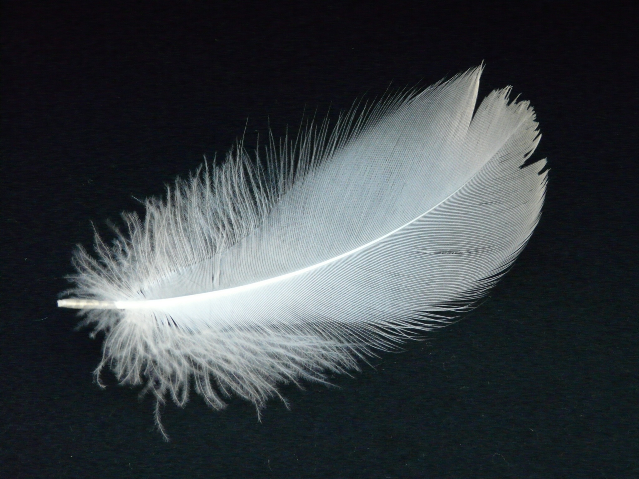 bird-wing-white-fly-spring-fluffy-1152684-pxhere.com.jpg