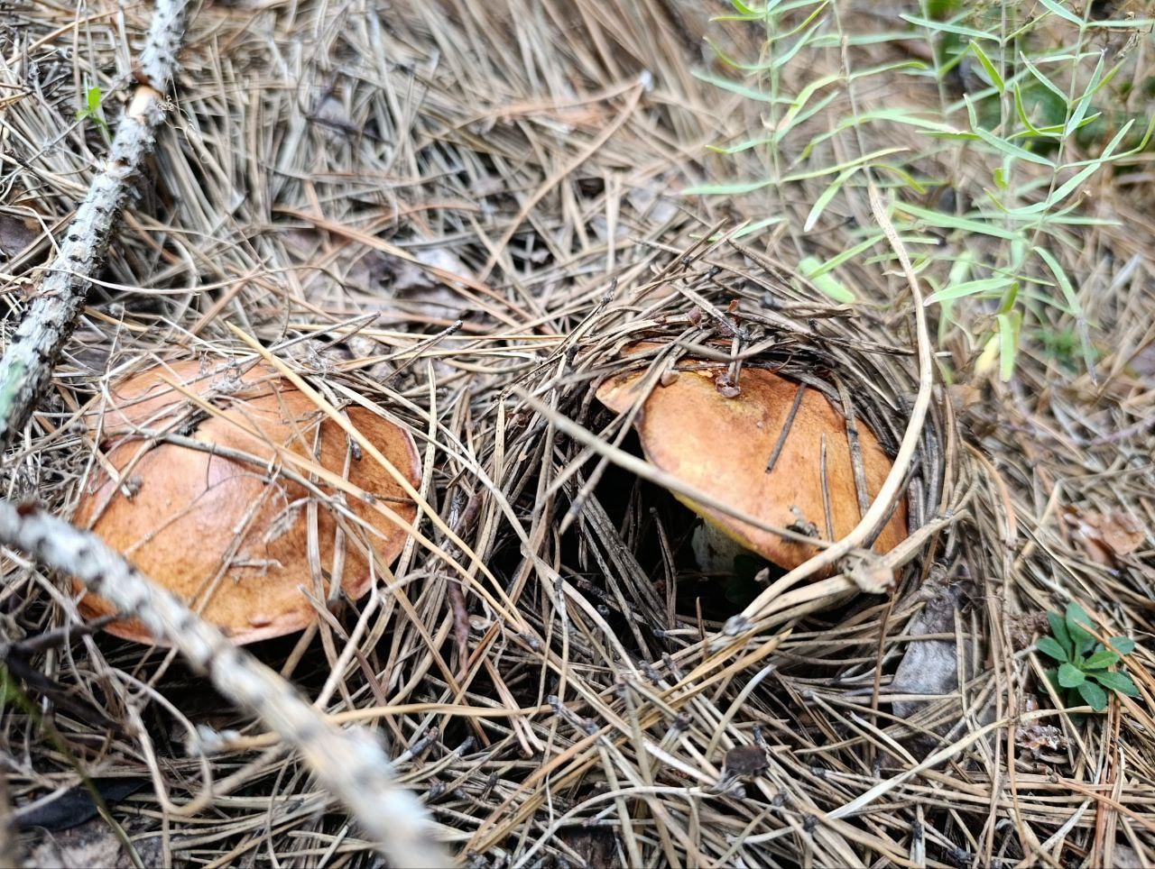 грибы, Круглова