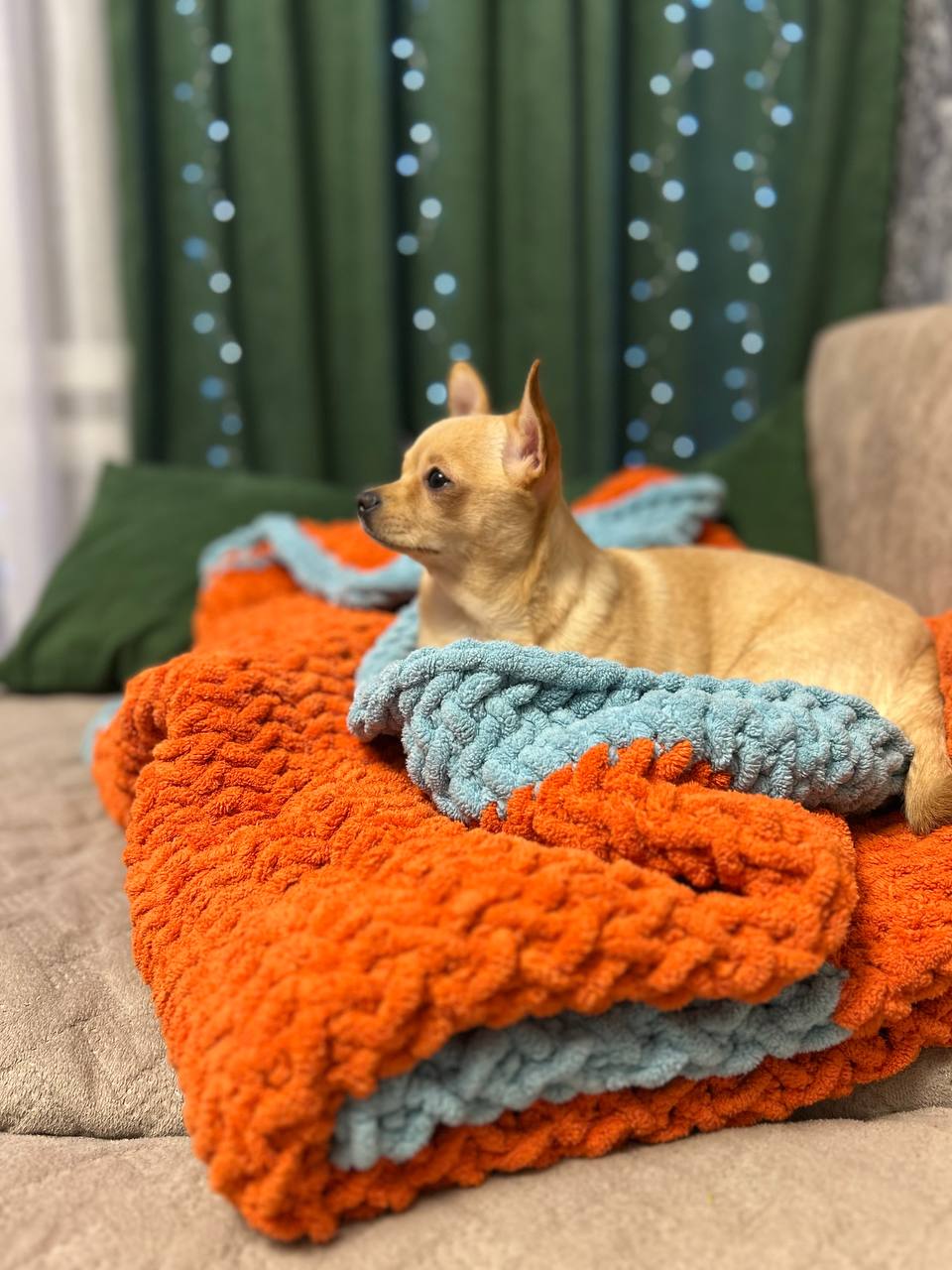 собака, погода.jpg