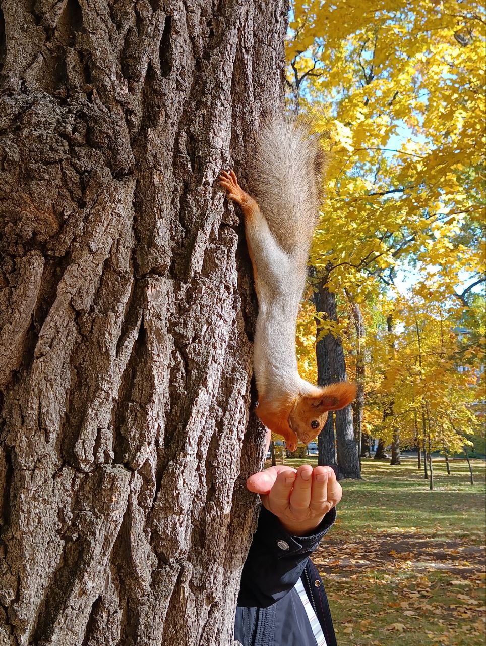 погода, осень, белка, фото подписчика.jpg