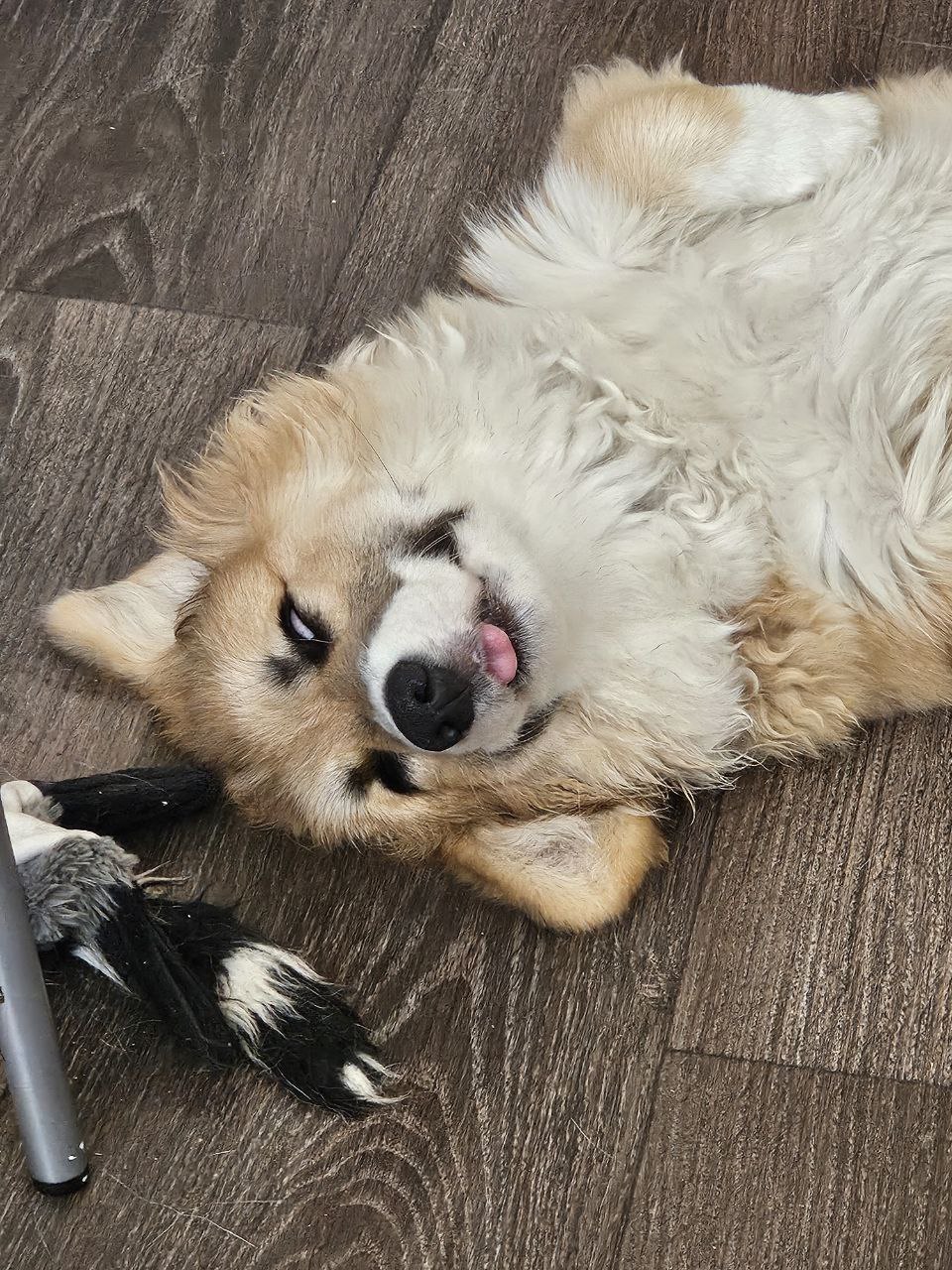 погода, собака, фото подписчика.jpg